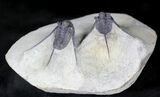 Double Cyphaspis Eberhardiei Trilobite Specimen #21543-3